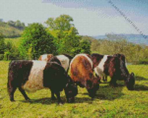 Belted Galloway Diamond Painting