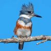 Belted Kingfisher Diamond Painting