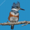 Belted Kingfisher Diamond Painting