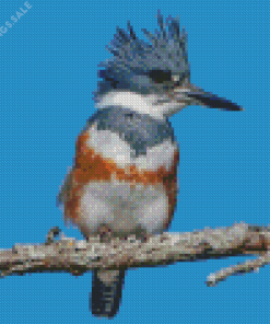 Belted Kingfisher Diamond Painting