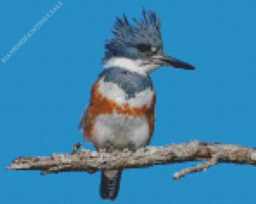 Belted Kingfisher Diamond Painting