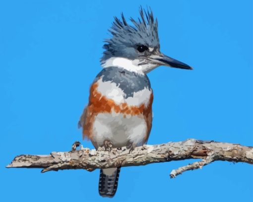 Belted Kingfisher Diamond Painting