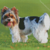 Biewer Terrier Diamond Painting