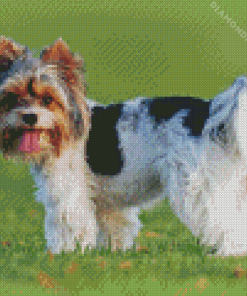 Biewer Terrier Diamond Painting