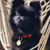 Black Pomeranian Diamond Painting