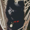 Black Pomeranian Diamond Painting