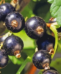 Blackcurrant Fruits Diamond Painting