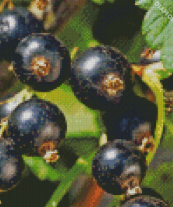 Blackcurrant Fruits Diamond Painting