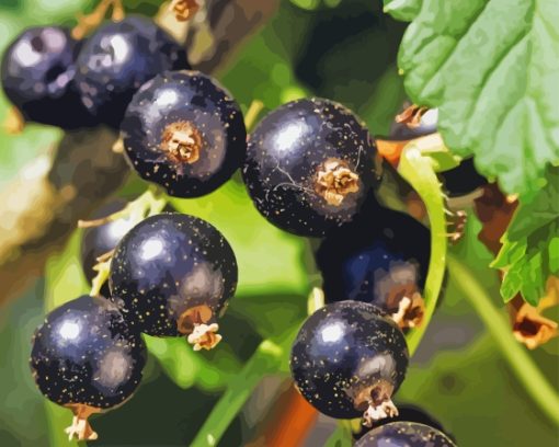 Blackcurrant Fruits Diamond Painting