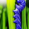 Blue Caterpillar Diamond By Numbers