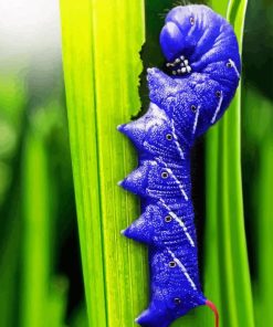 Blue Caterpillar Diamond By Numbers