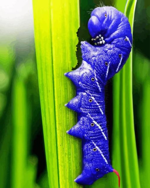 Blue Caterpillar Diamond By Numbers