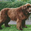 Brown Landseer Dog Diamond Painting