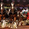 Budweiser Clydesdales Show Diamond Painting