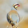 Chukar Birds Diamond Painting