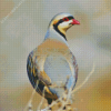 Chukar Birds Diamond Painting