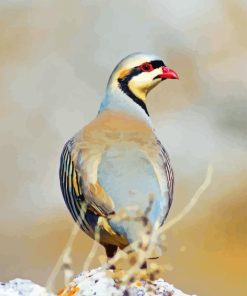 Chukar Birds Diamond Painting