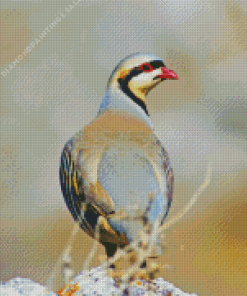 Chukar Birds Diamond Painting