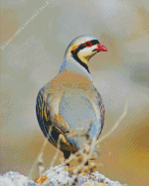 Chukar Birds Diamond Painting