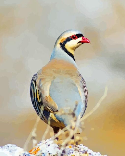 Chukar Birds Diamond Painting