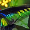 Colorful Butterfly Wings Diamond Painting