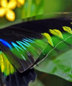 Colorful Butterfly Wings Diamond Painting