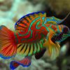 Colorful Mandarin Fish Diamond Painting