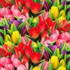 Colorful Tulips Diamond Painting