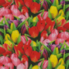 Colorful Tulips Diamond Painting