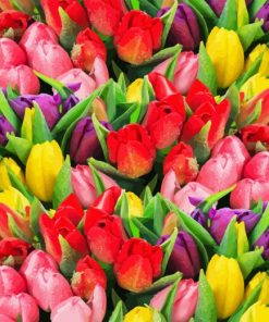 Colorful Tulips Diamond Painting