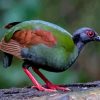 Crested Partridge Diamond Painting