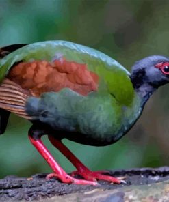 Crested Partridge Diamond Painting