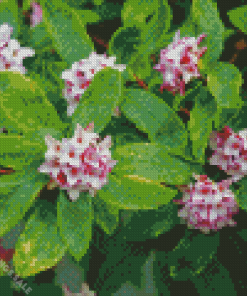 Daphne Tree Diamond Painting