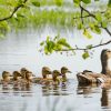 Ducks Swimming In Pond Diamond Painting