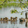 Ducks Swimming In Pond Diamond Painting