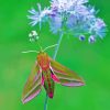 Elephant Hawk Moth Diamond Painting