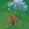 Elephant Hawk Moth Diamond Painting