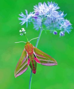 Elephant Hawk Moth Diamond Painting