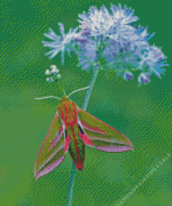 Elephant Hawk Moth Diamond Painting