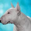 English Bull Terrier Diamond Painting