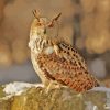 Eurasian Eagle Owl Diamond Painting