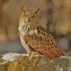 Eurasian Eagle Owl Diamond Painting