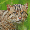 Fishing Cat Diamond Painting