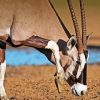 Gemsbok Animal Diamond Painting