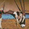 Gemsbok Animal Diamond Painting