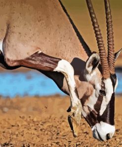 Gemsbok Animal Diamond Painting