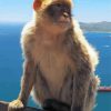 Gibralter Ape Primate Diamond Painting