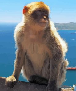 Gibralter Ape Primate Diamond Painting