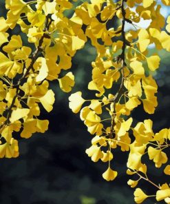 Ginkgo Tree Diamond Painting