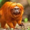 Golden Lion Tamarin Diamond Painting